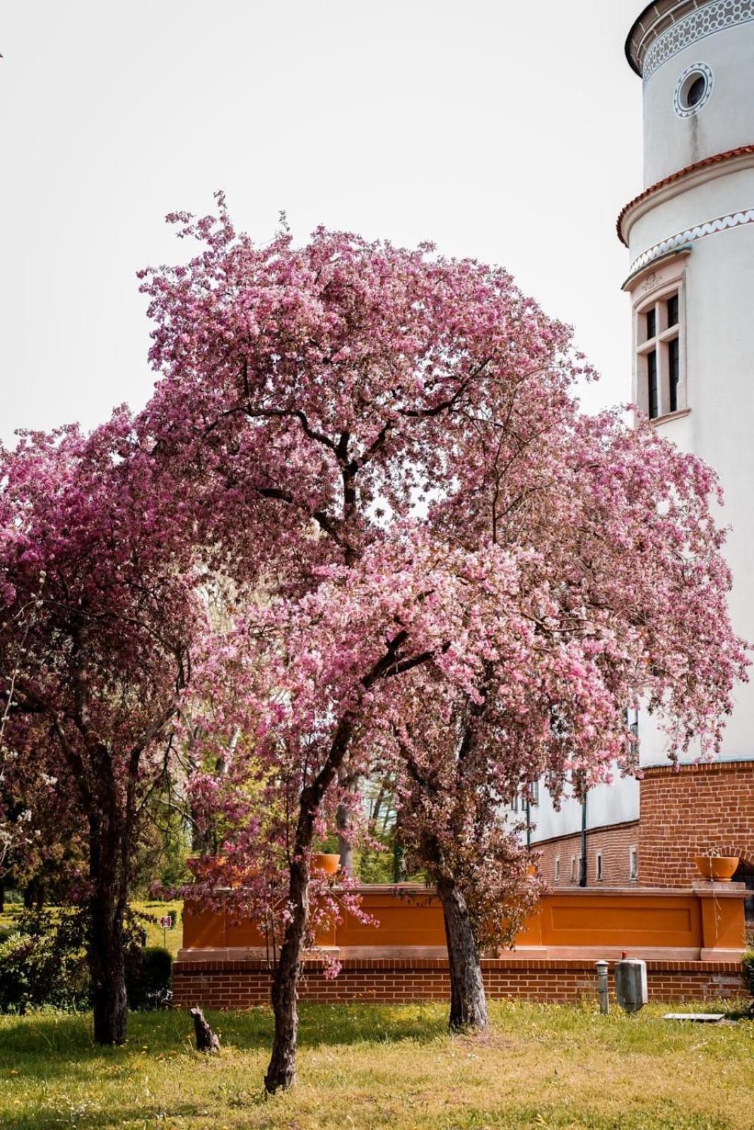 Zamek W Baranowie Sandomierskim Baranów Sandomierski Dış mekan fotoğraf